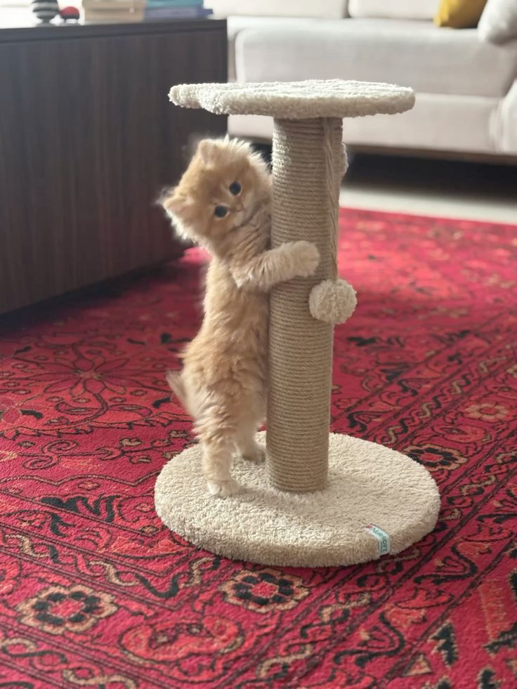Pet comfort at home