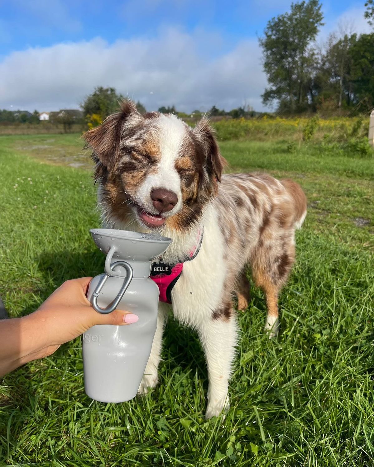 Playful pet moment