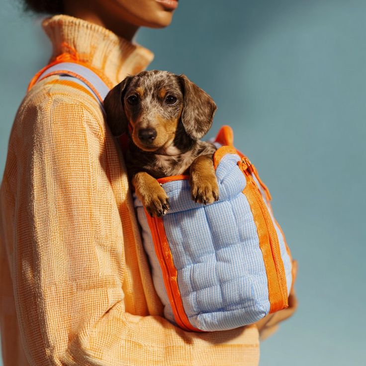 Pet outdoor walk