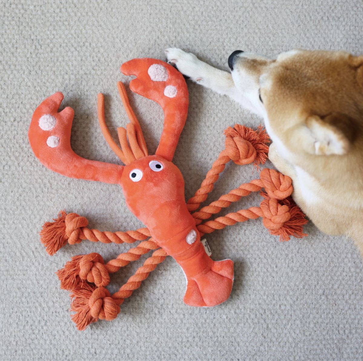 Pet playful moment
