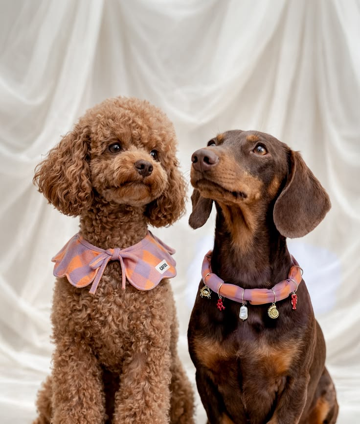 Pet comfort and care